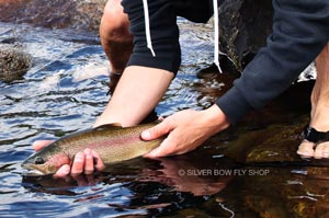 Our camera guy, Mike Visintainer, releasing a solid Spokane River trout.