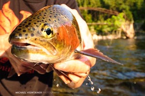 Head shot of a Redband Rainbow Trout cameraman Mike V. caught fly fishing on the Spokane River.
