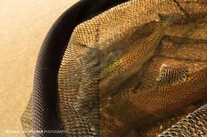 Double Redband Rainbows in the net on the Spokane River.