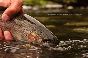 A healthy Redband Rainbow being release back in the Spokane River.