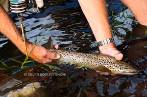 Releasing a brown back into the Spokane River eco-system.