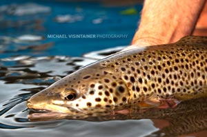 The massive head of an elusive Spokane River Brown Trout.