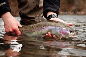 Slipping a perfect Red Band rainbow back into the Spokane River.