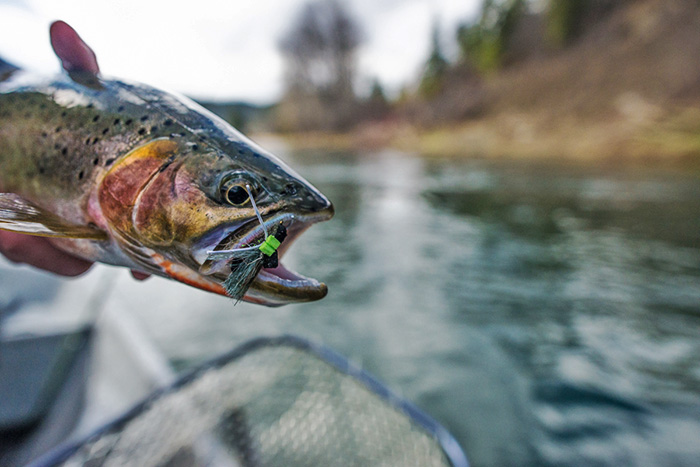 St Joe River, Idaho Cutthroat.