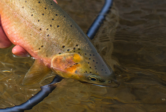 Releasing an Idaho Cutthroat back into the St Joe River.