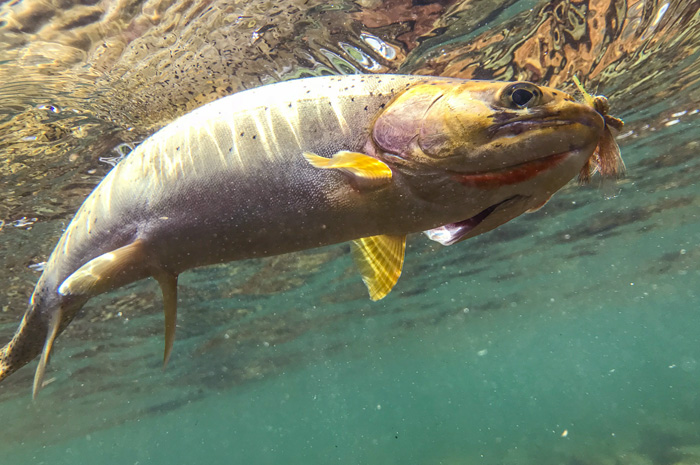 St Joe River, Idaho Cutthroat.