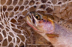 The burnt orange slashes underneath the jaw of a native cutthroat trout on the St. Joe River.