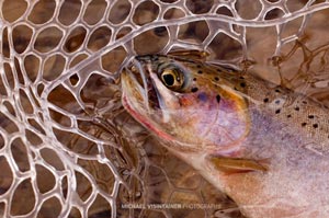 The burnt orange slashes underneath the jaw of a native cutthroat trout on the St. Joe River.