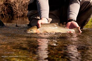 A healthy cutthroat taking a drink of water before being released back in the gin clear water of the Joe.