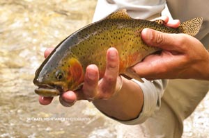 Mike Visintainer with a good native Westslope Cutthroat Trout from the St. Joe River.