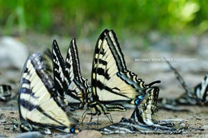 A large group of butterflies line the banks of the shadowy St. Joe river in the Panhandle of Idaho.