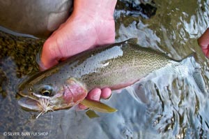 An upper Selway Westslope Cutthroat trout caught on a Madam X dry fly.