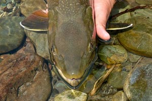 The topside of another nice BC Bull Trout.