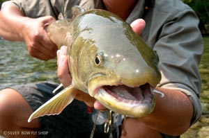 A Wigwam River Bull Trout smiles and poses for his photo.