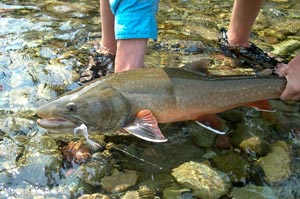 This Wigwam Bull Trout was starting to get some beautiful colors for the spawning season.