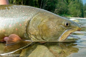 The head of a great Bull Trout caught on BC's Wigwam River.