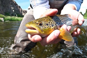 A beautiful little brown trout caught on the Big Hole River in Montana.
