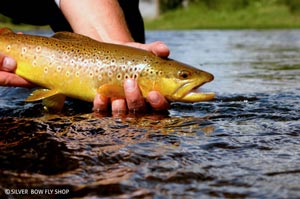 A healthy Big Hole River brown trout getting released back into his home.