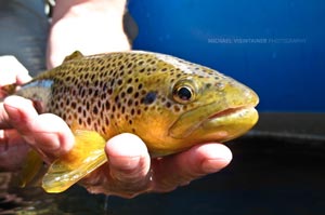 Montana brown trout can often be heavily spotted like this Big Hole River trout.