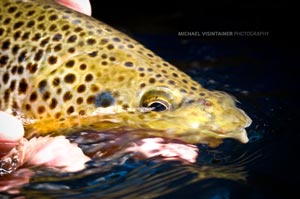 A Big Hole River brown trout being released back in the river.