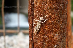 A stonefly shuck left clinging to a piece of rusting metal on the banks of the Clark Fork in Montana.