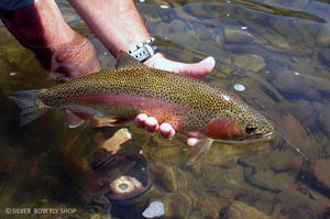 The rewards of a hot summer day wet wading the Clark Fork in Montana.
