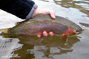 Another Clark Fork Rainbow profile caught on the BH Prince Nymph.