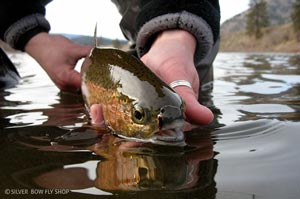 A Clark Fork River rainbow posing with a Prince Nymph during a winter outing.