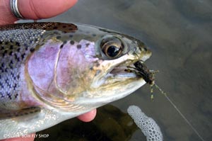 The rubber legs once again tricking another Clark Fork rainbow into eating.