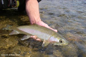 A lightly colored Clark Fork cuttbow with a very distinct dark eye ready for release.