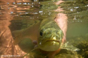 A confused Clark Fork River cuttbow getting ready to bolt.