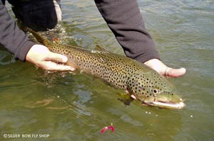 A sweet Montana brown trout caught on the double worm rig.