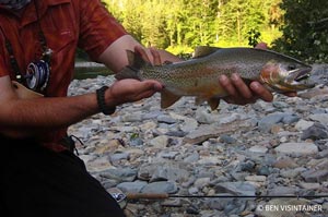 A legit Fish Creek cuttbow (rainbow / cutthroat hybrid) that inhaled a bugger.
