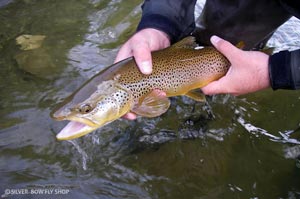 A Big Horn River Montana Brown Trout with a big ol' mouth.