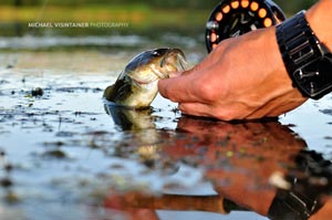 A baby Smallmouth Bass from a local pond.