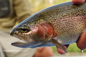 A perfect Spokane River Redband Rainbow holds steady for his profile before released.