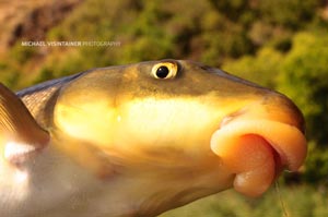 A sucker fish ready for a smooch.